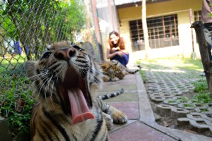 Tiger Kingdom Chiang Mai