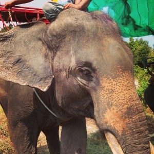 Éléphant Koh Phagan